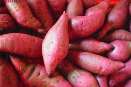 khoai_lang.jpg