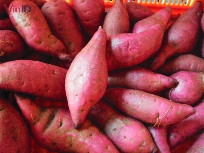 khoai_lang.jpg